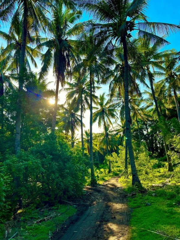 Las z palmami na wyspie Gili Trawangan w Indonezji.